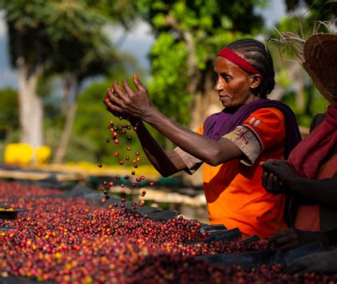 Ethiopia - Mercanta