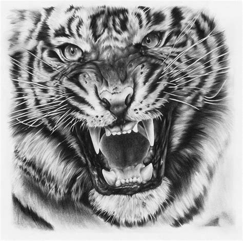 Tiger drawing by JoshuaBeatson on DeviantArt