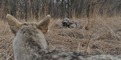 8 Best Decoys for Coyote Hunting — 2021 Reviews And Top Picks