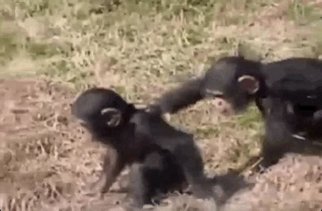 Monkey Falling GIF - Find & Share on GIPHY