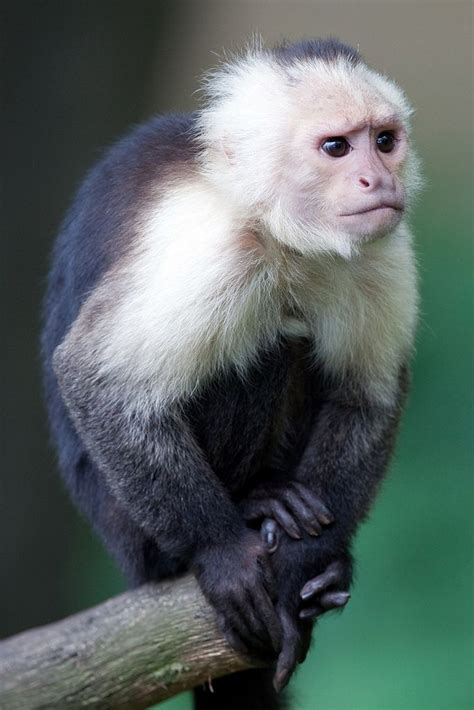 Apenheul | Capuchin monkey, Animals, Pet monkey