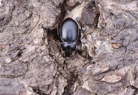 Beetle Facts, Types, Lifespan, Classification, Habitat, Pictures