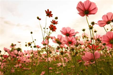 ᐈ Flowers in nature stock images, Royalty Free flowers nature ...