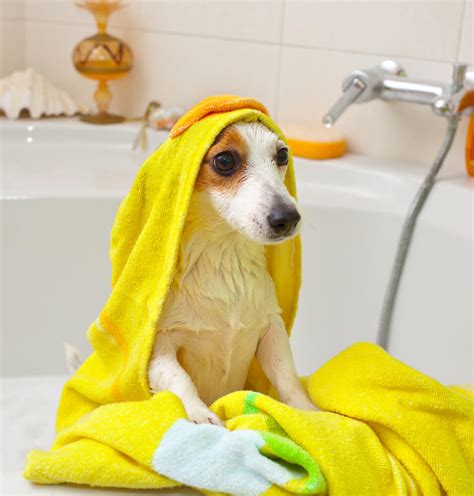 Training Your Dog: Bath Time Edition - DGP For Pets