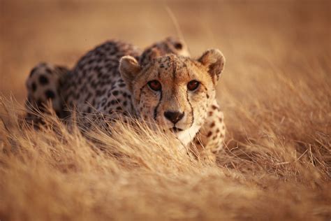 Amazing Photos of Cheetahs in the Wild | Reader's Digest