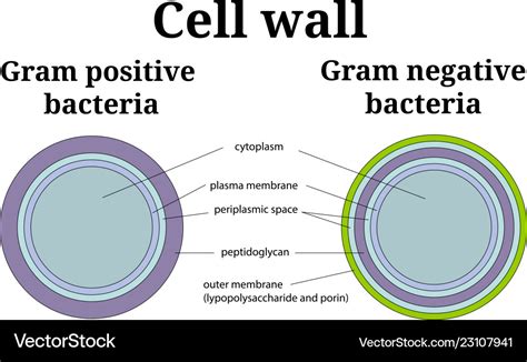 Bacteria cell wall gram positive and negative Vector Image