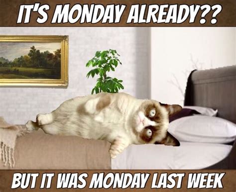 Grumpy Cat Monday 😿 | Grumpy cat, Grump cat, Grumpy cat humor