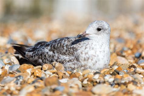 Seagull Sitting Free Stock Photo - Public Domain Pictures