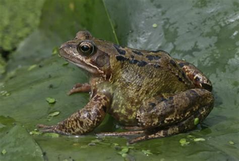 Adopt a Frog | udopt.co.uk