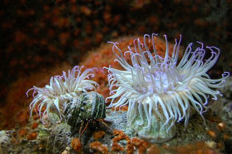 40 Shocking Sea Anemone Facts About the Flowers of the Sea | Facts.net