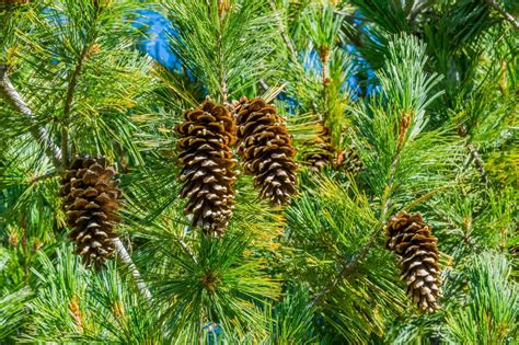 60 Different Types Of Pine Trees With Names And Pictures – NBKomputer