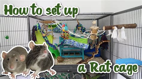 How to set up a Rat cage – Pet News Live