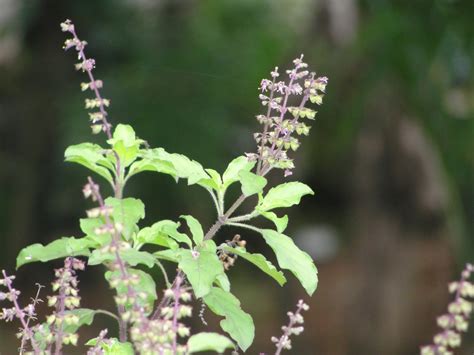 Tulsi (Basil) plant and Hindu worship - some facts