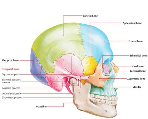 Temporal Bone – Earth's Lab