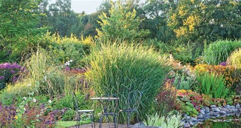 Multicolored Panicum Virgatum: The Most Spectacular Varieties - Best ...