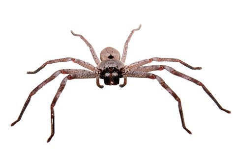 Huntsman spider - Simple English Wikipedia, the free encyclopedia