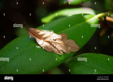 rain drops on leaves Stock Photo - Alamy