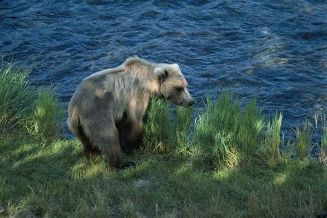 Free photo: Brown Bear Hunting - Animal, Bear, Brown - Free Download ...