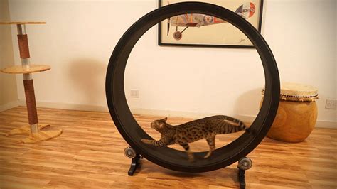 One Fast Cat Is A Giant Hamster Wheel For Your Cat That Doesn't Cost An ...