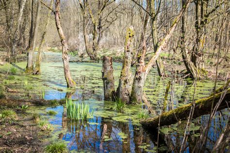 Immagini Belle : albero, acqua, foresta, zone umide, natura selvaggia ...