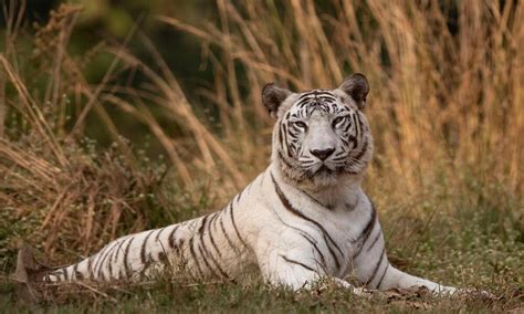 White Tiger Habitat Map