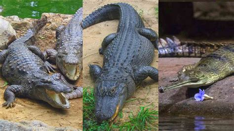 What Is The Difference Between Crocodiles, Alligators, And Gharials?