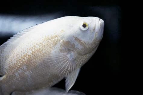 100+ White Fish Names From Cute to Clever | LoveToKnow Pets