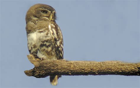 Birding Tour India: The West - Forest Owlet