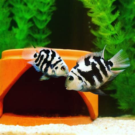 Polar Blue Parrot Cichlid: Size, Tank Mates, & Care