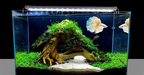 5 Gallon Betta Tank Aquascape - Aquascape Ideas