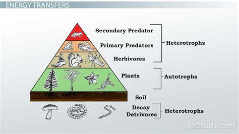 Energy Pyramid | Definition, Diagram & Examples - Lesson | Study.com