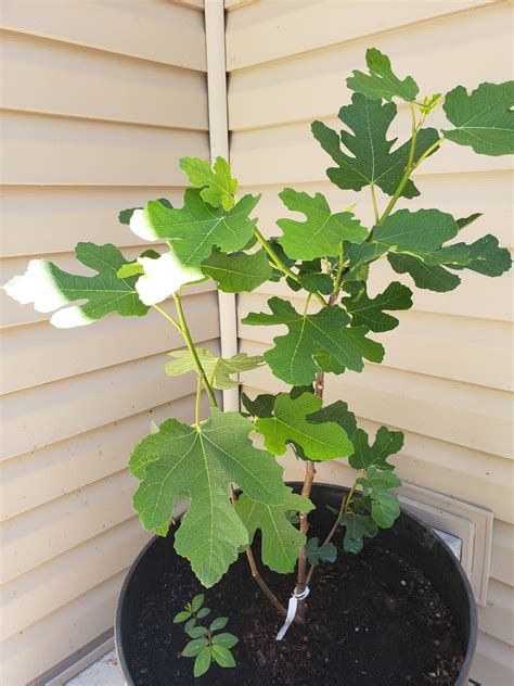 1 gal. Chicago Hardy Fig Tree - Among the hardiest fig trees! – Online ...