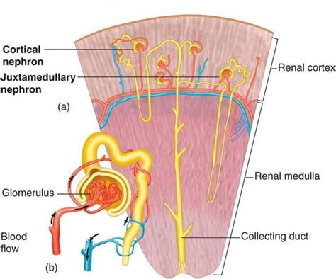 distal convoluted tubules drain into collecting ducts - Google Search ...