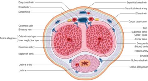 p anatomy 3 Diagram | Quizlet