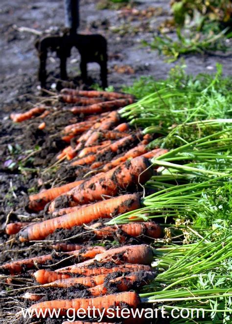 How to Harvest and Store Garden Carrots - Getty Stewart