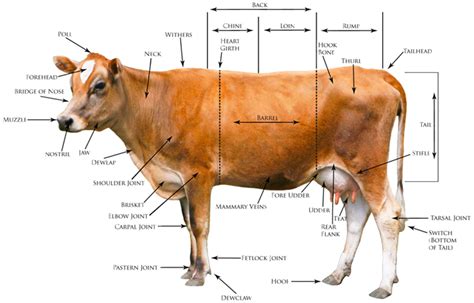 Cattle Judging Terms - Livestock Cattle