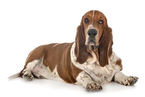 Basset Hound Names – [240 Awesome Ideas] - My Dog's Name