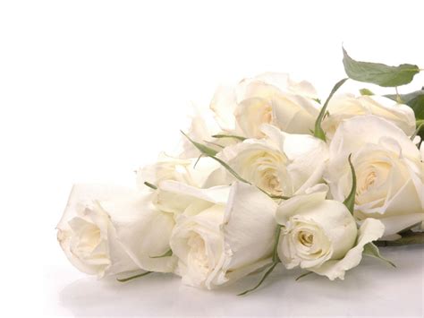 White Rose - White Wallpaper (34727333) - Fanpop