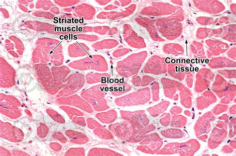 Mammal. Cardiac muscle. Transverse section. 250X - Mammals - Mammals ...