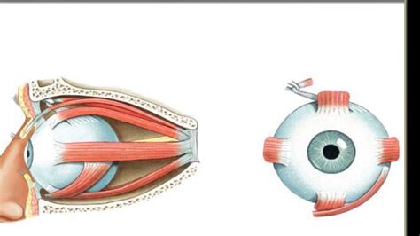 Extrinsic Muscles Of The Eye