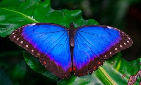 🦋17 Blue Butterfly Meanings: What Do They Symbolize?