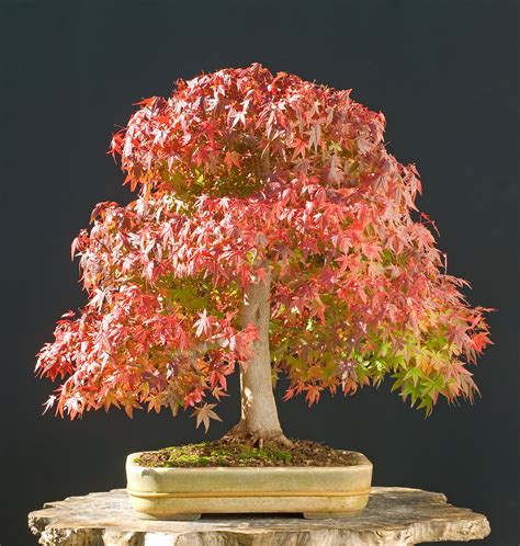 Japanese Maple Bonsai | How to Take Care of a Bonsai Tree