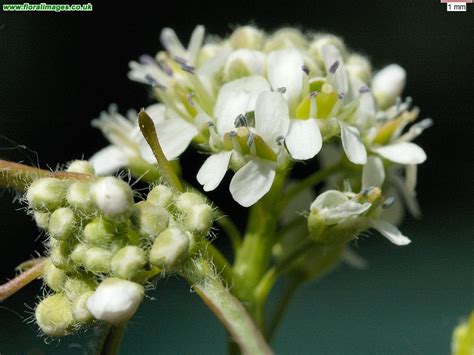 Lepidium sativum, picture 1 of 6