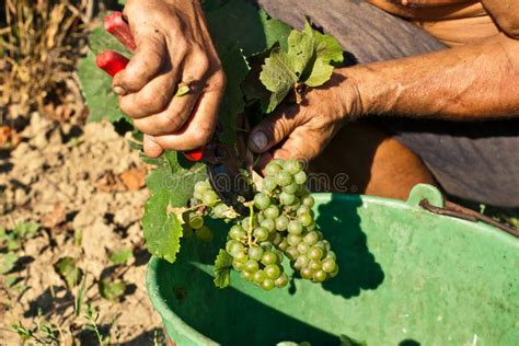 Harvesting of grapes stock image. Image of vineyards - 21970755