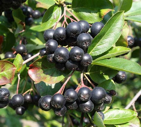 Viking Aronia Chokeberry Bushes | Chokeberry, Aronia, Berry bushes