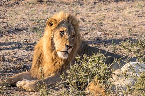 Pictures Lions Big cats animal