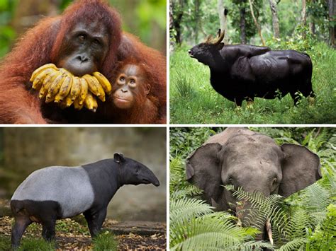 These Malaysians Are The Reason Why Our Endangered Animals Are Still ...