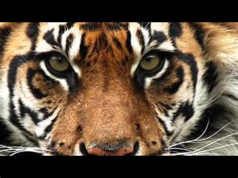 TIGER ROAR SOUND IN HIGH QUALITY - YouTube