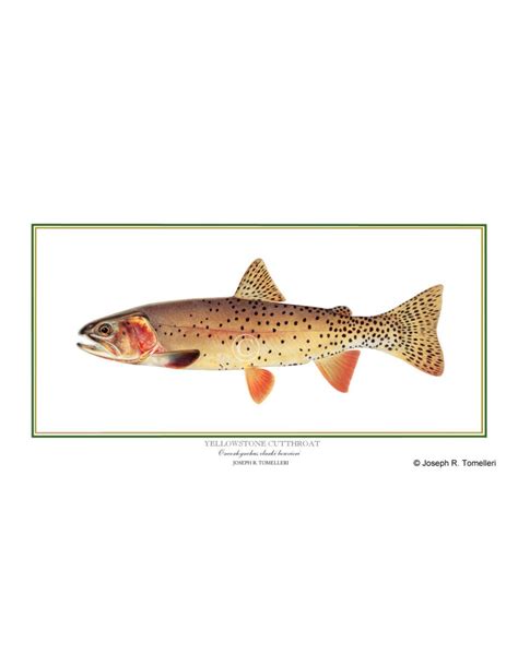 Yellowstone cutthroat trout