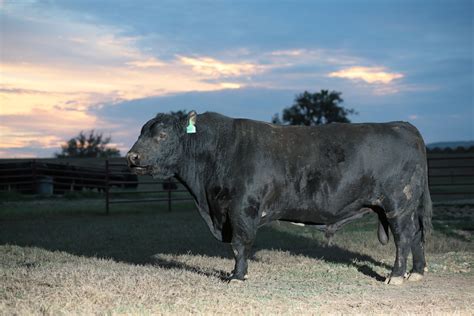 Angus beef cattle photographed by Andy Sams Photography | Beef cattle ...